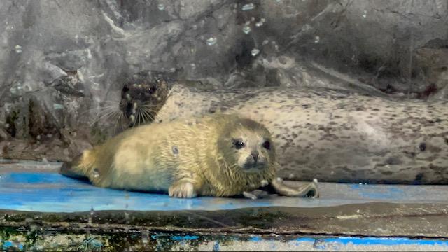 ゴマフアザラシ5月10日.jpg