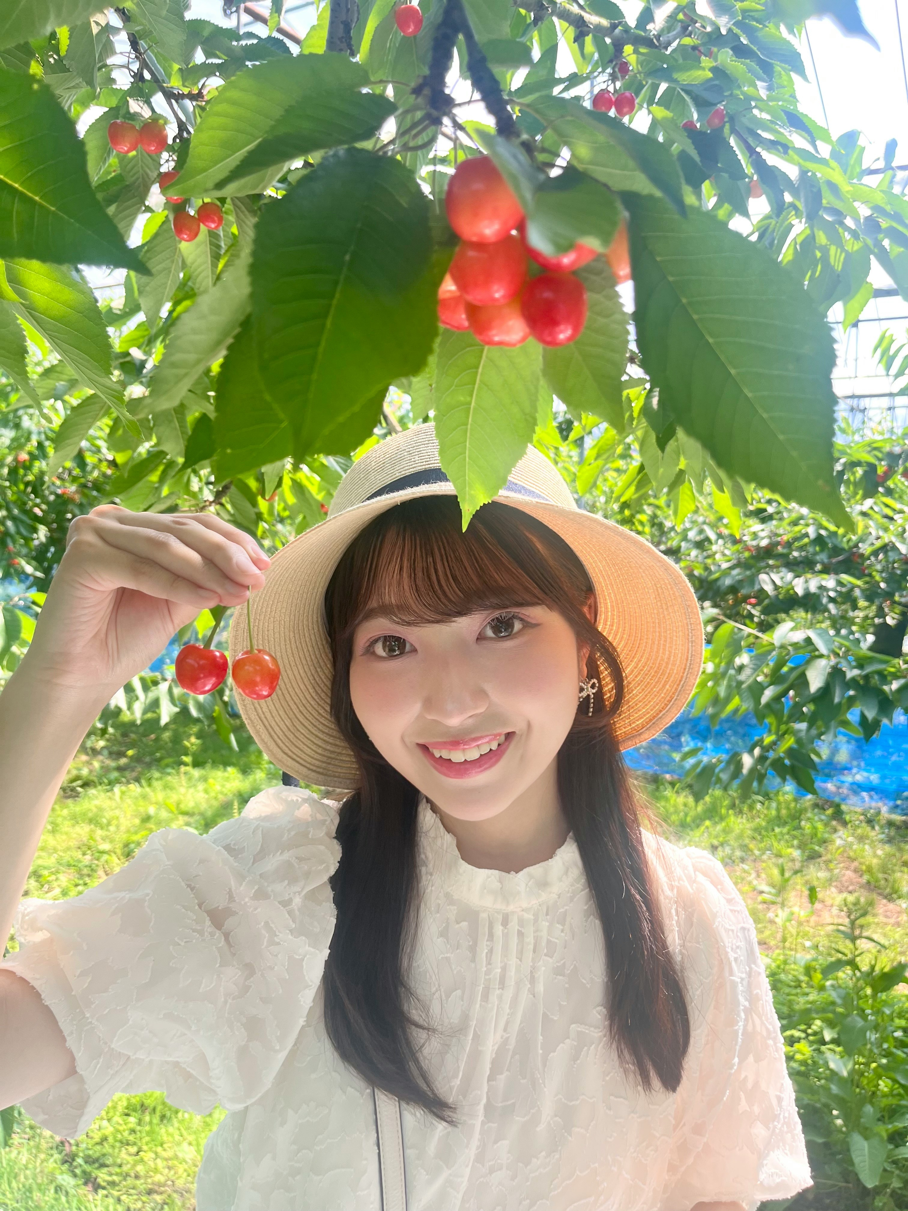 さくらんぼ狩り