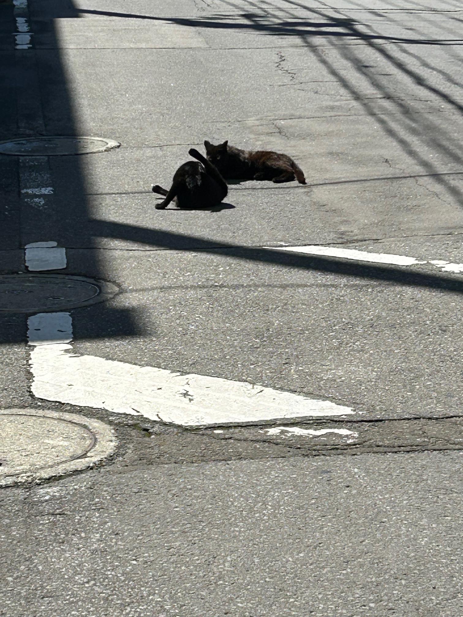 ひなたぼっこねこ