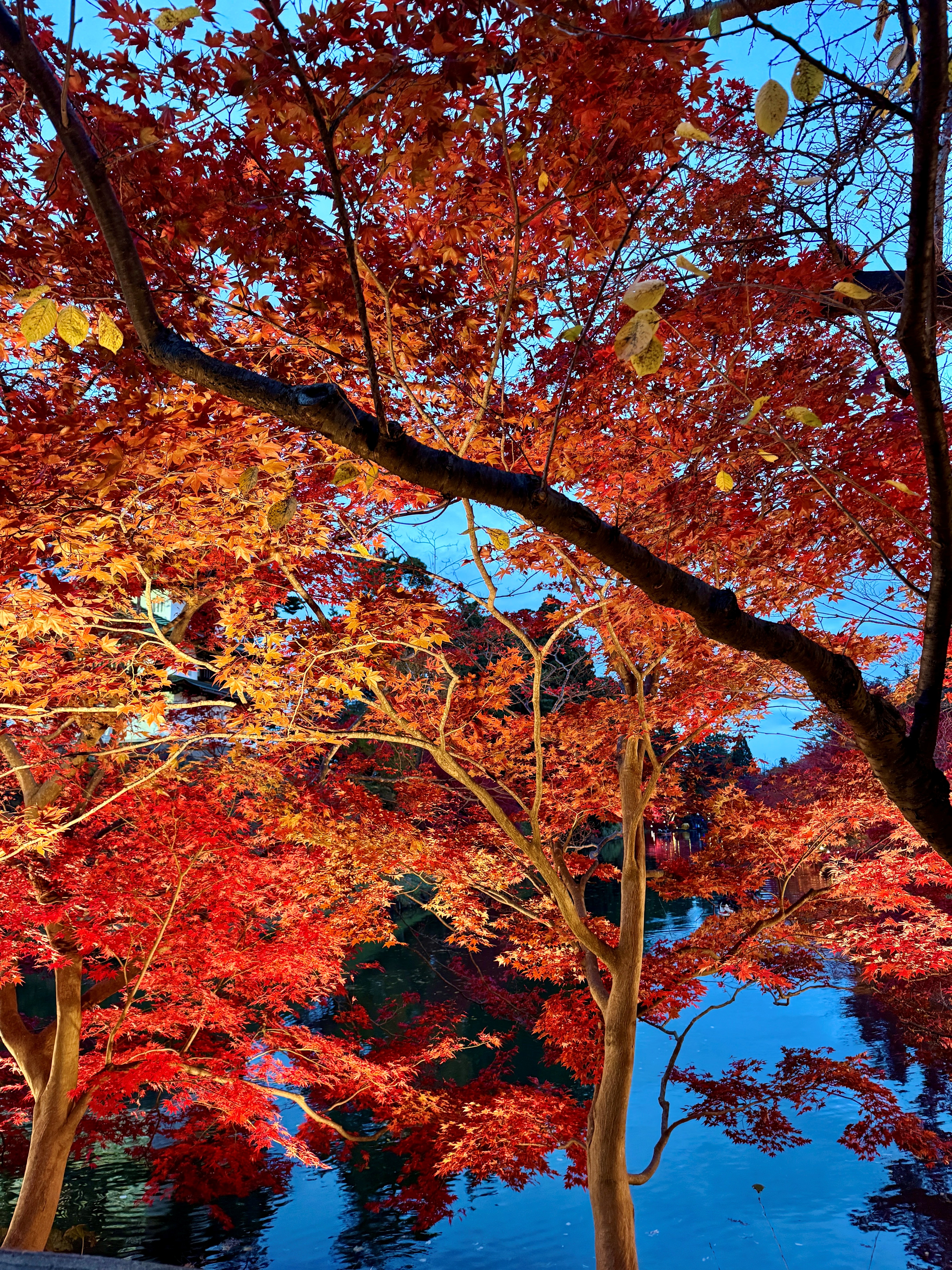 弘前城菊ともみじまつり2