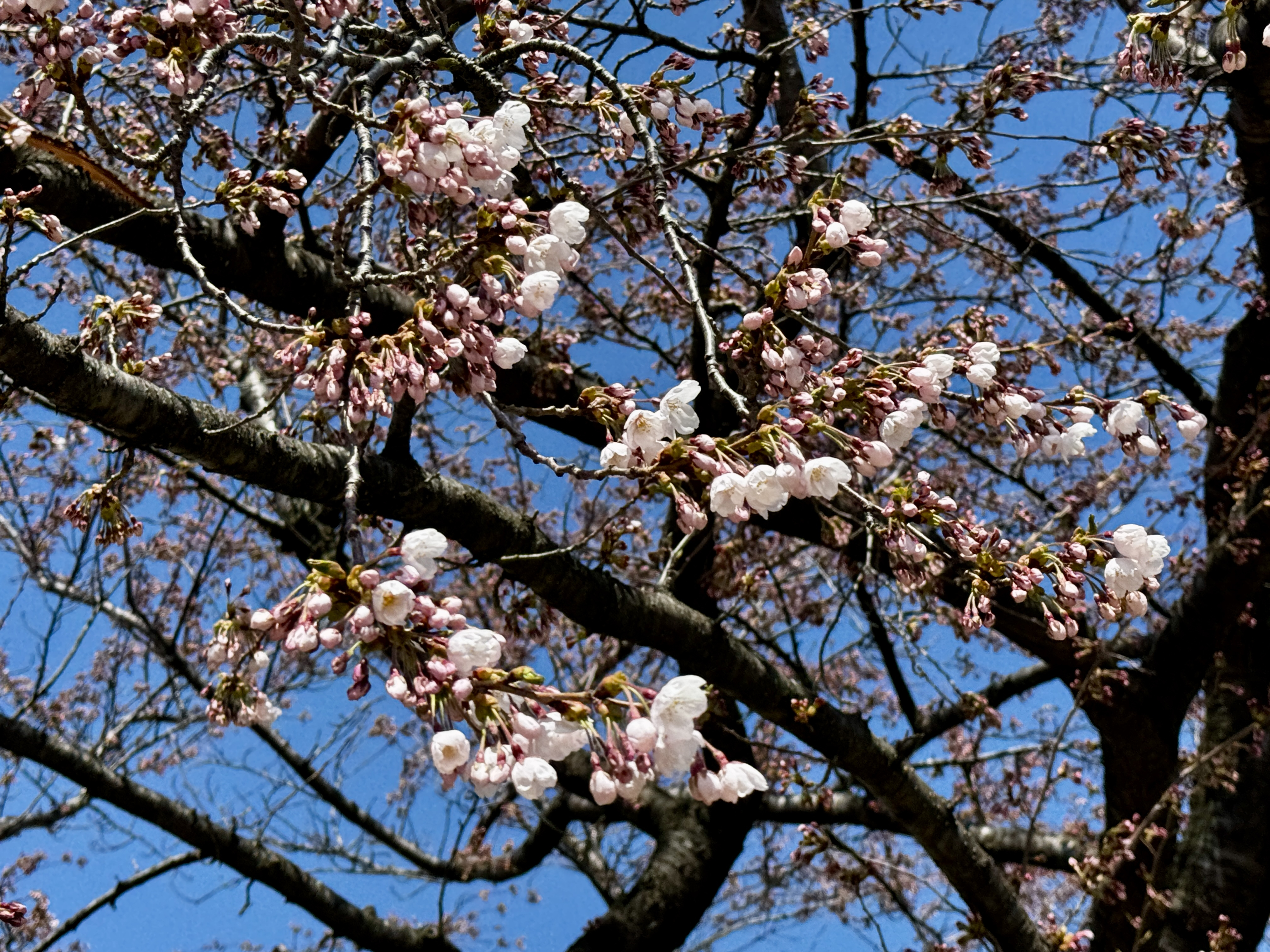 桜の開花２